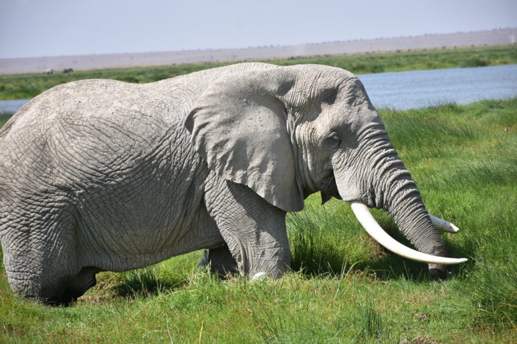 Amboseli National Park
An elephant at Amboseli National Park
