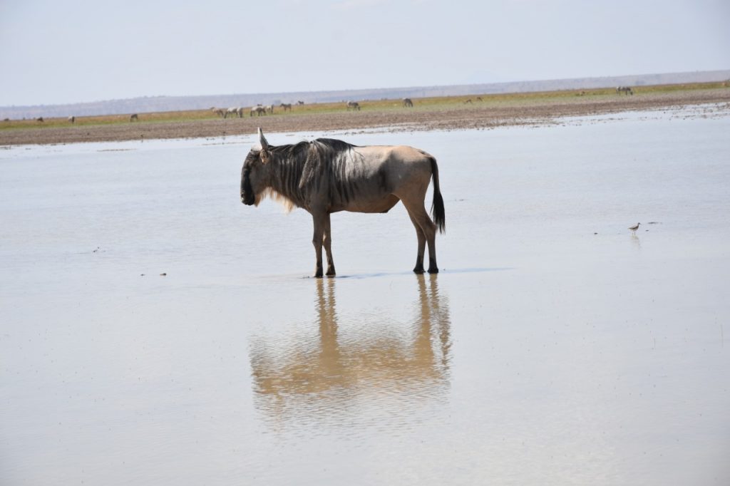 Amboseli National Park


A wildebeest at Lake Amboseli
