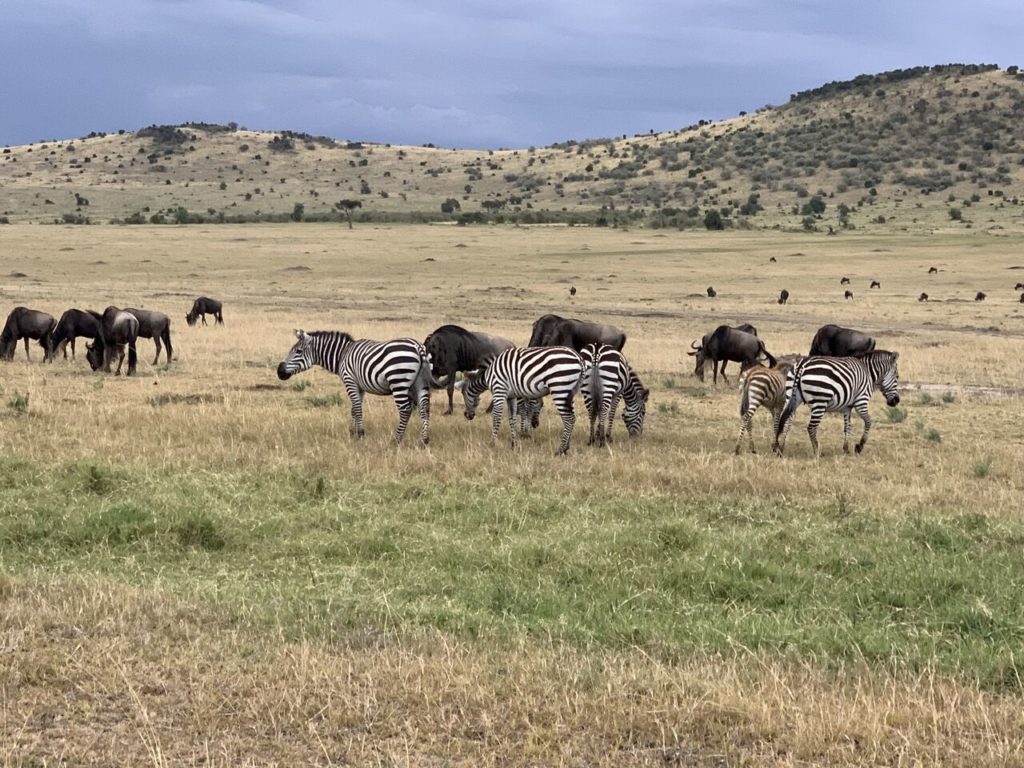 Maasai Mara on a budget