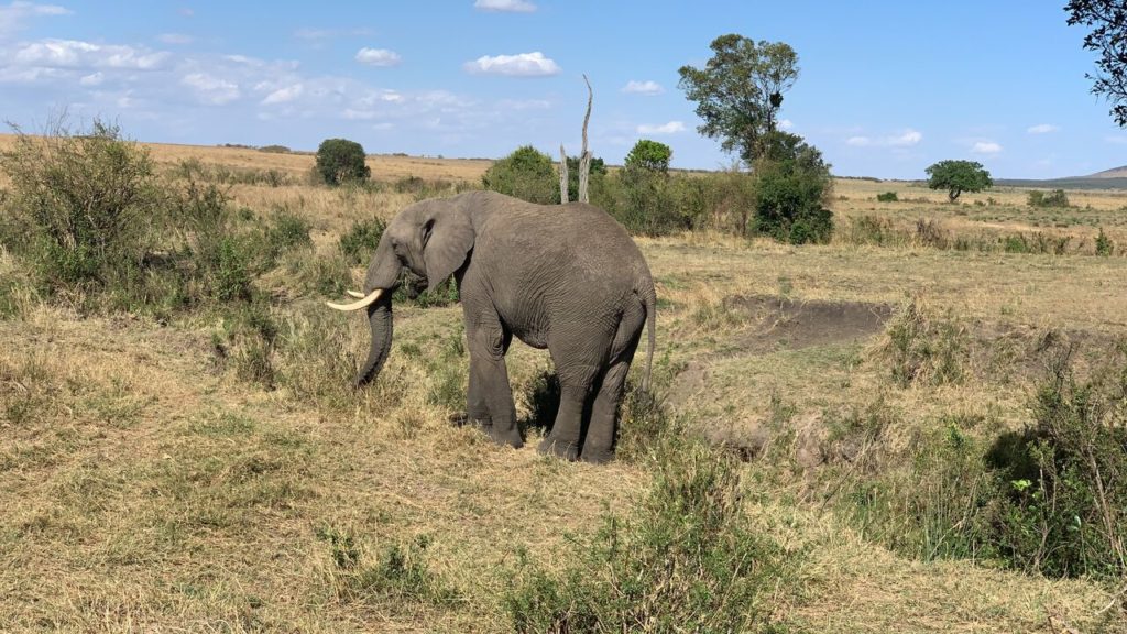 Maasai Mara on a Budget