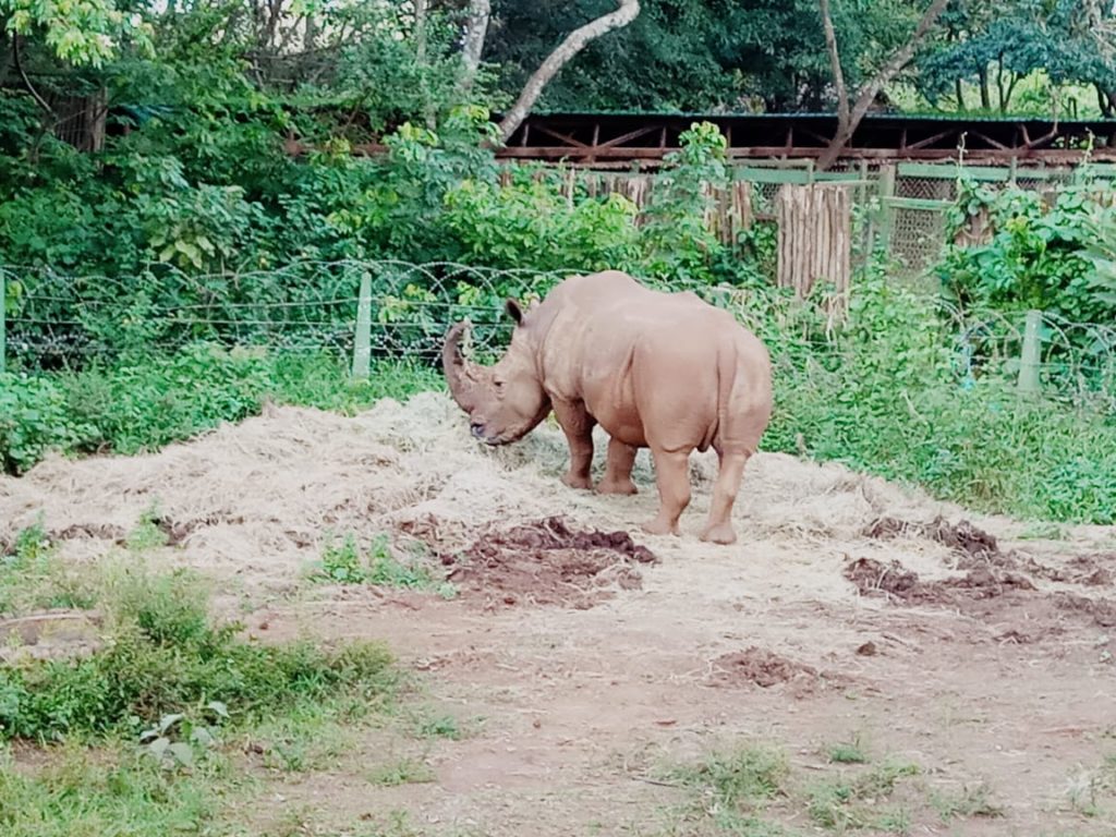 Nairobi Safari Walk