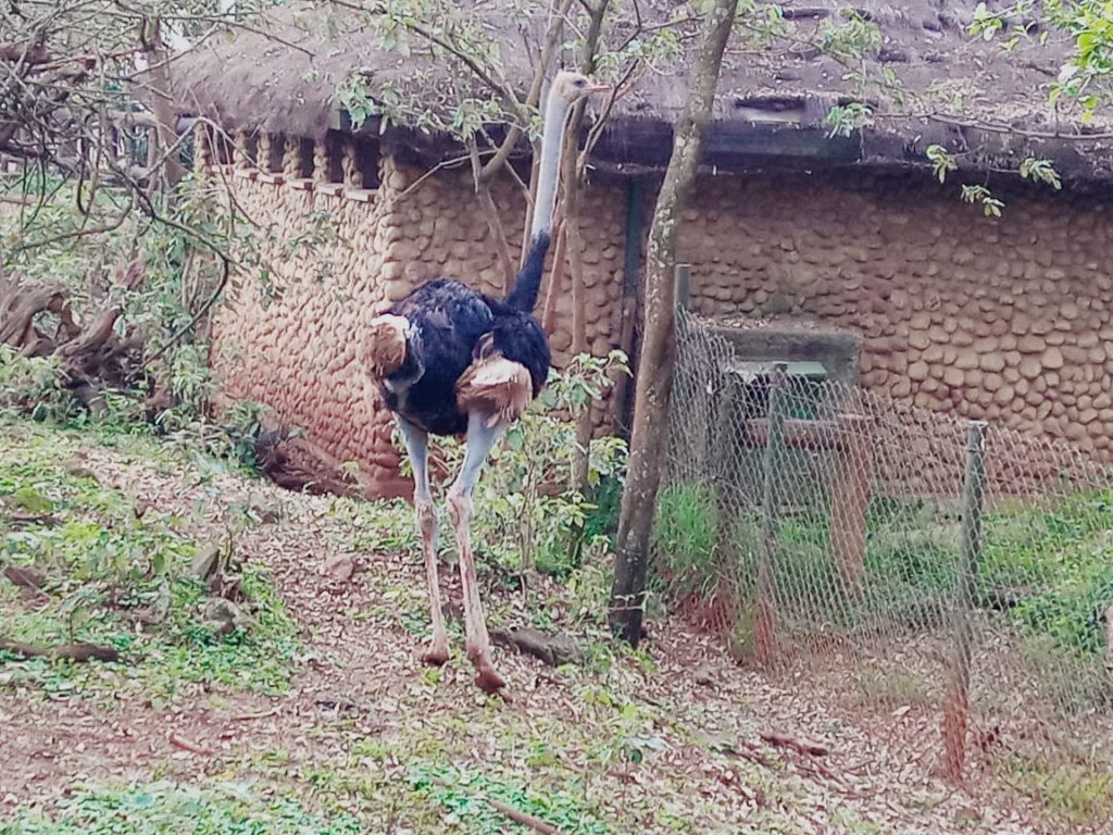 Nairobi Safari Walk