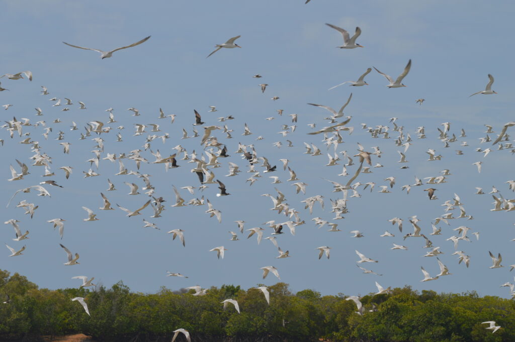 Activities to do while in Lamu