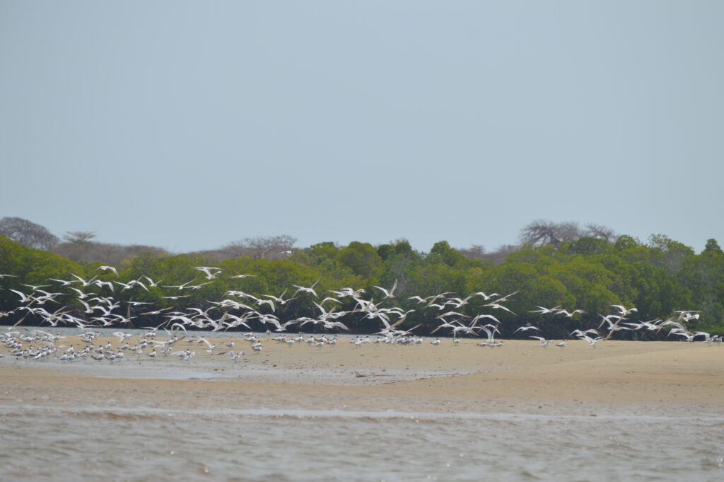 Lamu Island Mombasa kenya