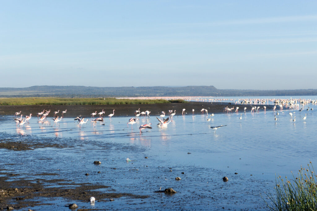 Glamping in Kenya
Lake elementaita bird watching.