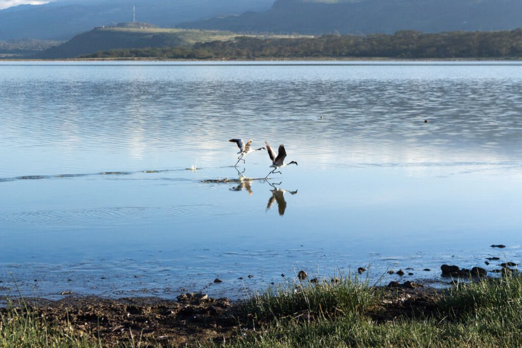 lake elementaita - Camp oasis