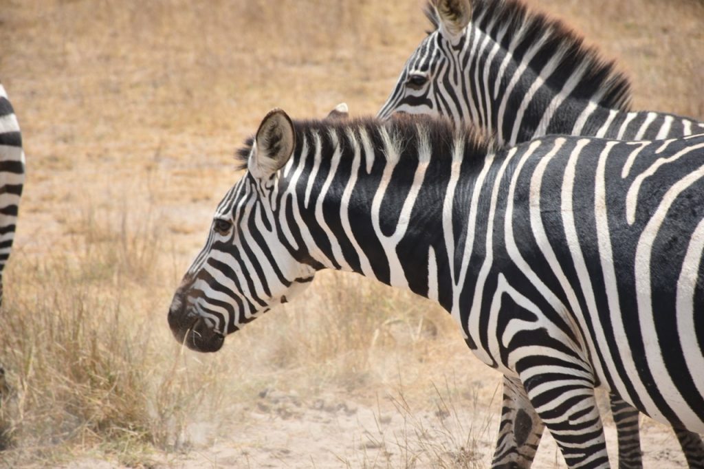 Amboseli National Park