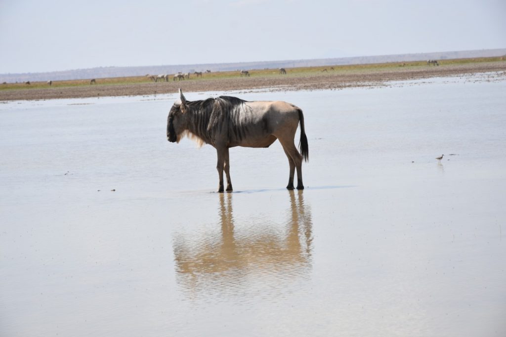 Amboseli National Park
A wildebeest at Lake Amboseli