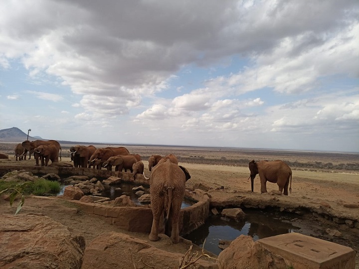 Voi Safari Lodge - Tsavo East National Park