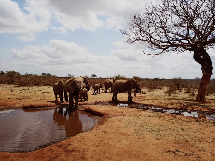 Voi Safari Lodge - Tsavo East National Park