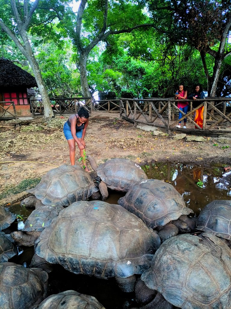 Feeding Tortoises at Prison Island Zanzibar